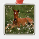 Search for arabian horse ornaments Pony