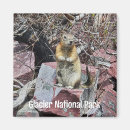Search for chipmunk magnets Cute