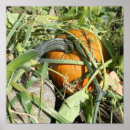 Search for pumpkins photography Nature