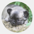 Search for long haired chihuahua stickers Headshot