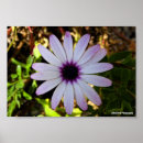 Search for osteospermum posters Daisies