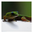 Search for gecko lizard posters Wildlife