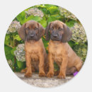 Search for hounds stickers Funny