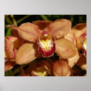 Recherche de orange orchid posters Nature