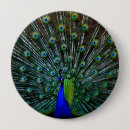 Recherche de paons badges Oiseaux