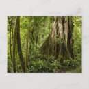 Recherche de nuageux cartes postales Forêt