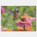 Recherche de zinnia rose magnets Jardin