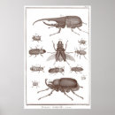 Recherche de zoologie posters Histoire naturelle