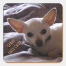 Recherche de dog chihuahua autocollants Chihuahuas