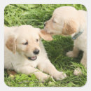 Search for lab puppy stickers Pet