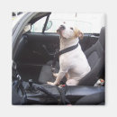 Recherche de puits magnets Chien