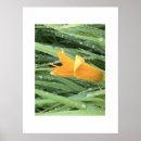Search for among Lily