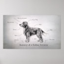 Search for dog anatomy posters Funny