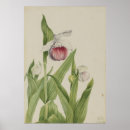 Recherche de cypripedium posters Fleur