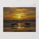 Search for dog days of summer Beach