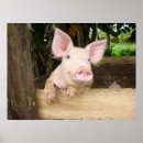 Recherche de porcs posters Heureux