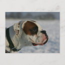 Recherche de headshot postcards Chien