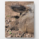 Recherche de humoristiques plaques Porc