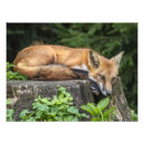 Recherche de reposé posters Renard