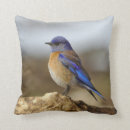 Recherche de bluebird pillows Nature