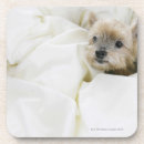 Search for human body part coasters Animal