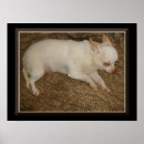 Search for chihuahua posters Dog