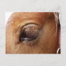 Search for close up photography Horse