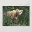 Recherche de ours bébé cartes postales Patte