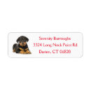 Search for rottweiler puppy return address labels Puppies