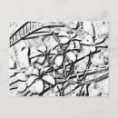 Search for frangipani postcards Nature