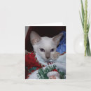 Recherche de chaton blanc vœux cartes Yeux