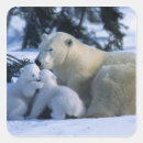 Search for polar bear cub stickers Nature