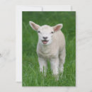 Recherche de bétail vœux cartes Animal