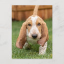 Search for bassets postcards Pet lovers