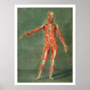 Recherche de musculaire posters Anatomie