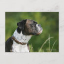 Recherche de headshot postcards Dog
