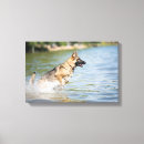 Search for shepherd canvas prints Cute
