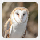 Search for bird of prey stickers Wild