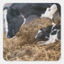 Recherche de tête vache autocollants Bétail