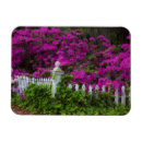 Recherche de azalée magnets Fleurs