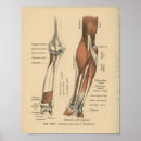 Search for forearm Anatomy