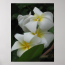 Search for frangipani art Flora