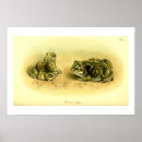 Search for scientific illustration posters Science