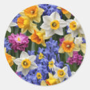Search for spring daffodil stickers Easter