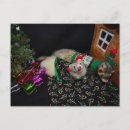 Recherche de le furet cartes invitations Animaux familiers