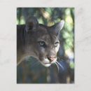 Recherche de puma cartes postales Lion de montagne