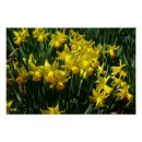 Recherche de daffodil posters Nature