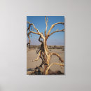Search for dead tree Barren