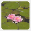 Search for water lily stickers Nature