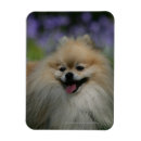 Search for spitz magnets Panting